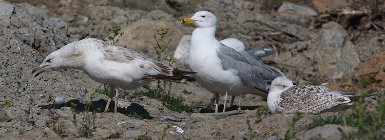 Larus cachinnans