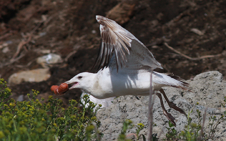 Larus cachinnans