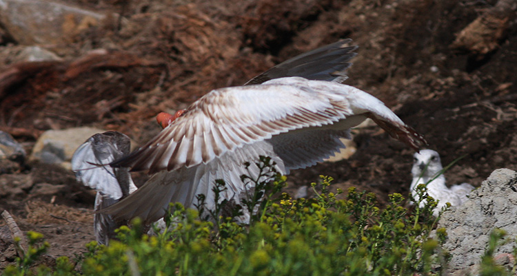Larus cachinnans