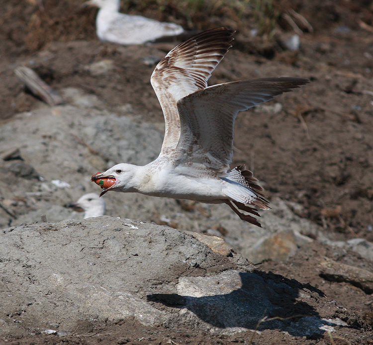 Larus cachinnans
