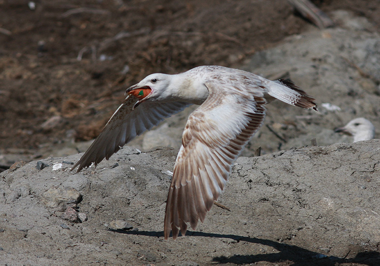 Larus cachinnans