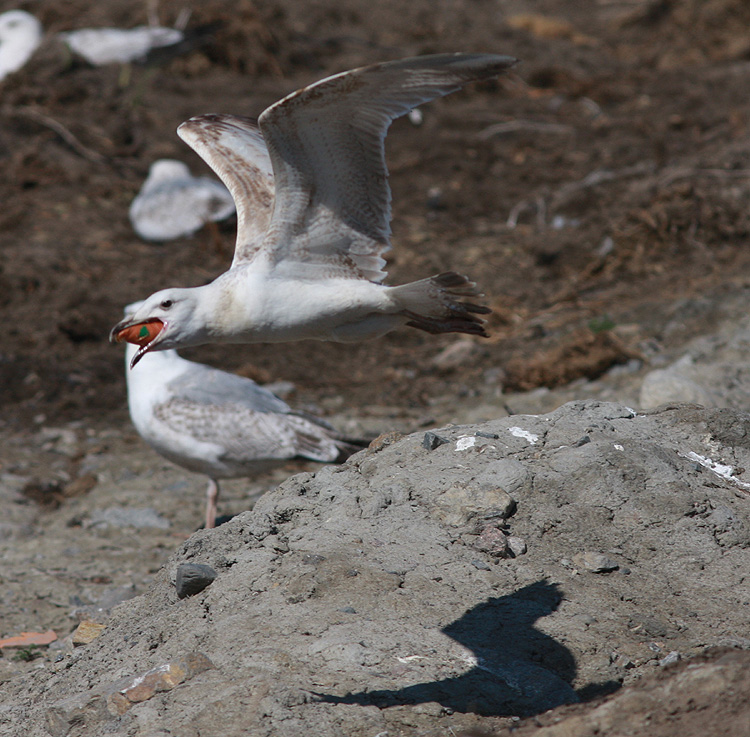 Larus cachinnans