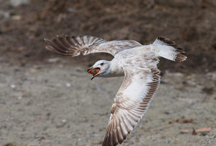 Larus cachinnans