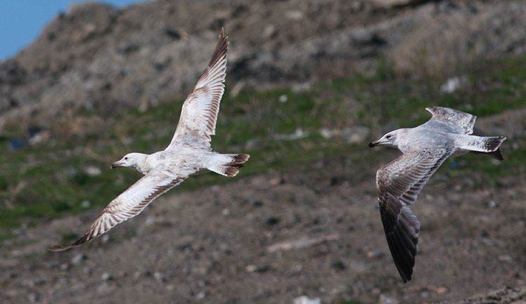 Larus cachinnans