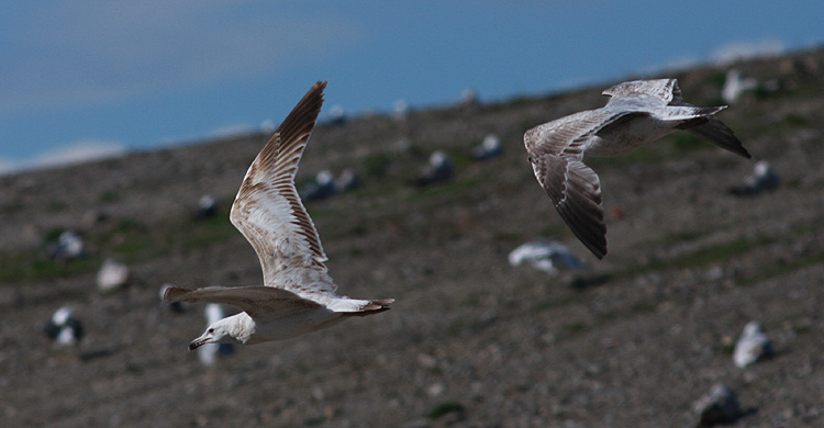 Larus cachinnans