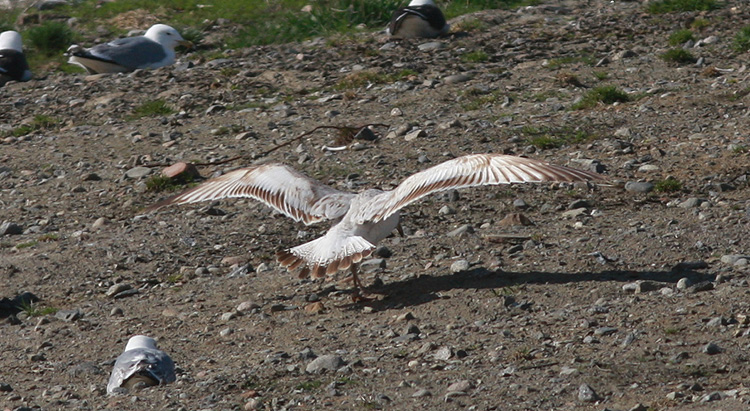 Larus cachinnans