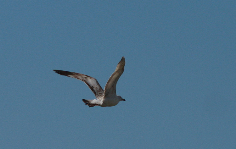 Larus cachinnans