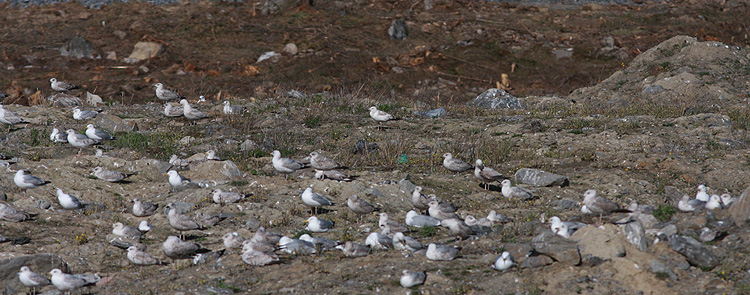 Larus cachinnans