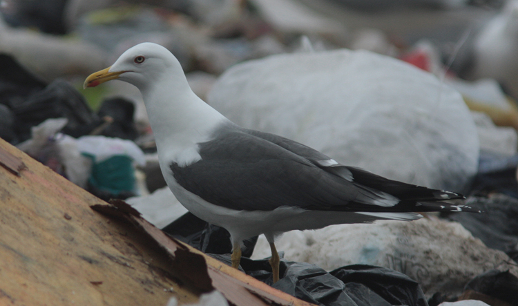 Larus (f.) h/g/i