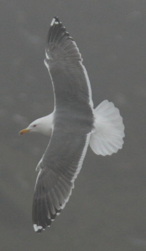 Larus (f.) h/g/i