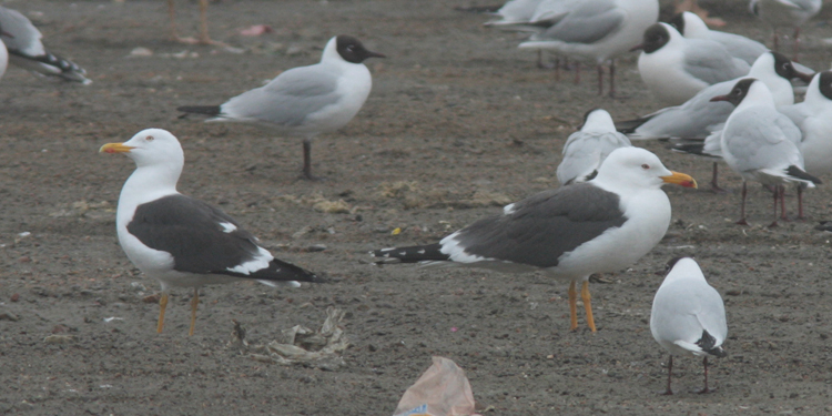 Larus (f.) h/g/i