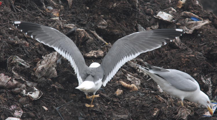 Larus (f.) h/g/i