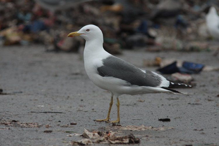 Larus (f.) h/g/i
