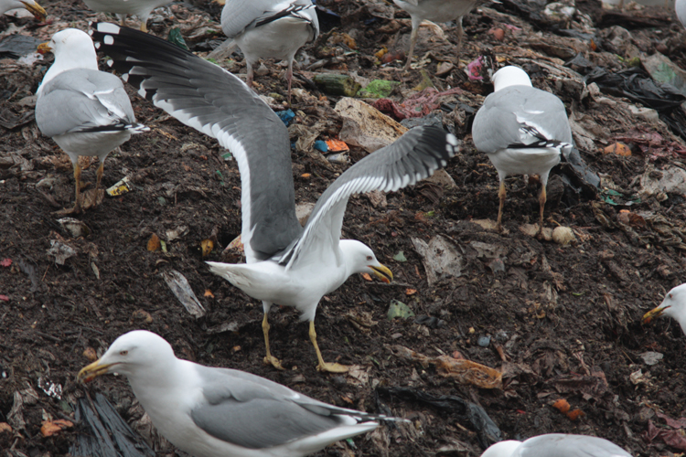 Larus (f.) h/g/i