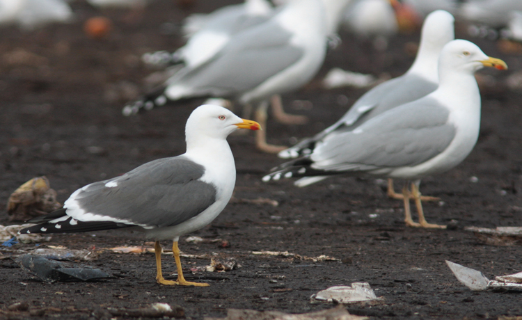 Larus (f.) h/g/i