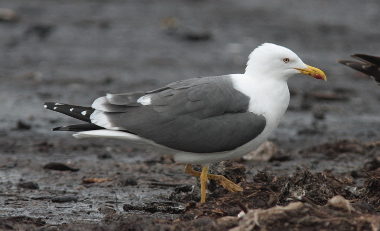 Larus (f.) h/g/i