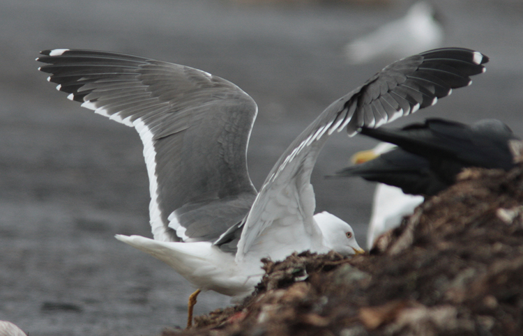 Larus (f.) h/g/i