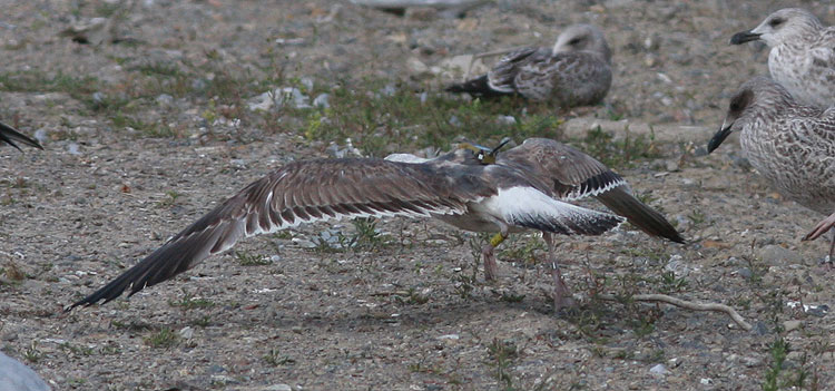 Larus fuscus