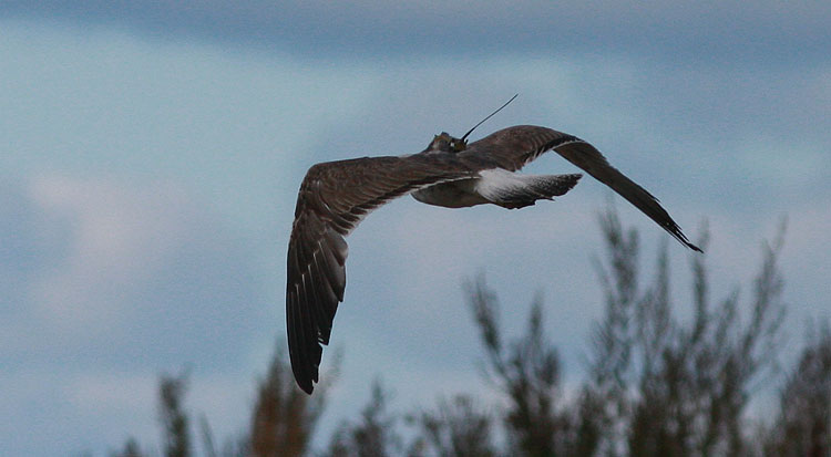 Larus fuscus