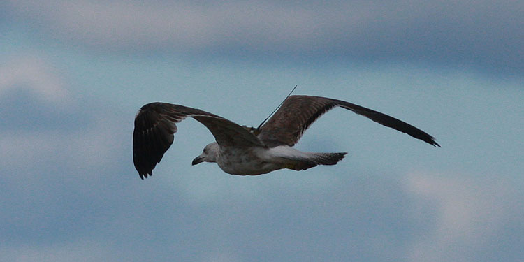 Larus fuscus