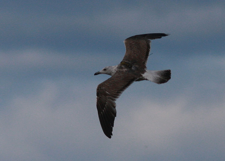 Larus fuscus