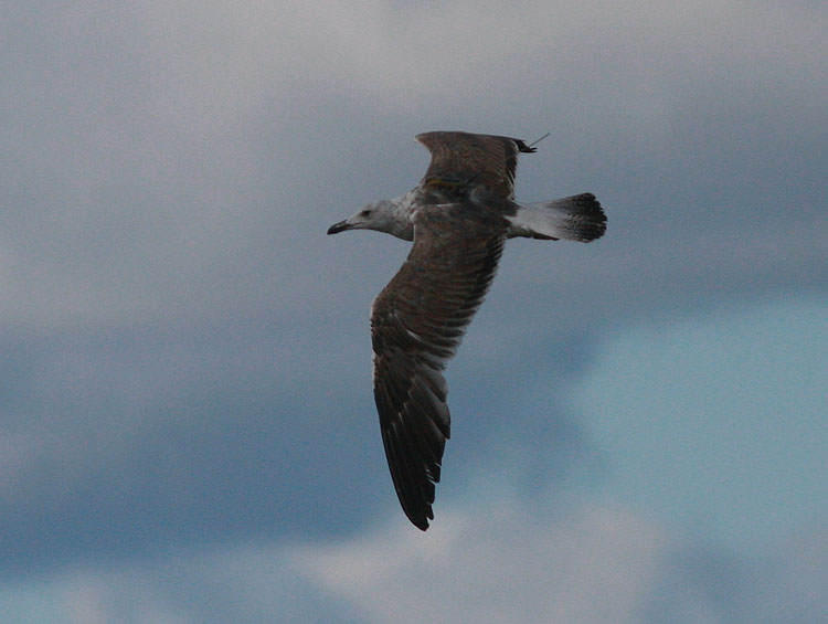 Larus fuscus