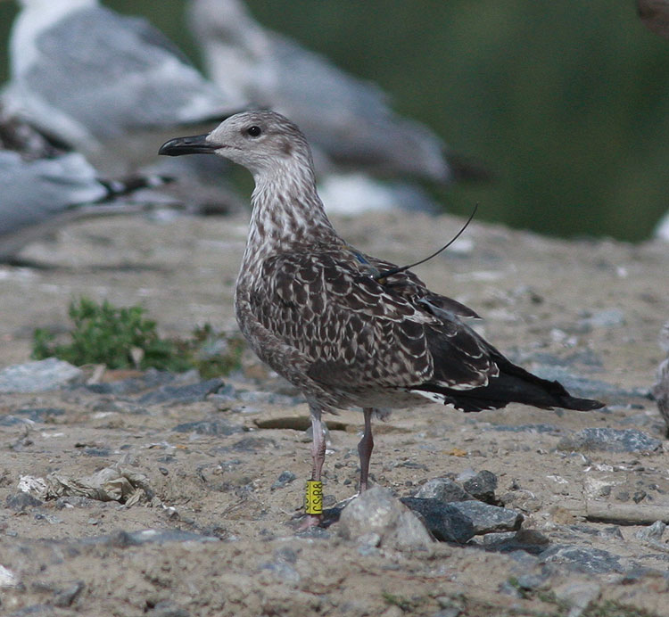 Larus fuscus