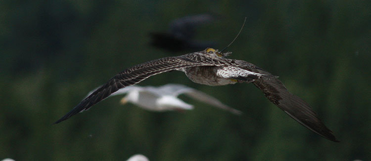 Larus fuscus