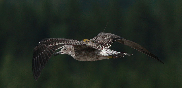 Larus fuscus