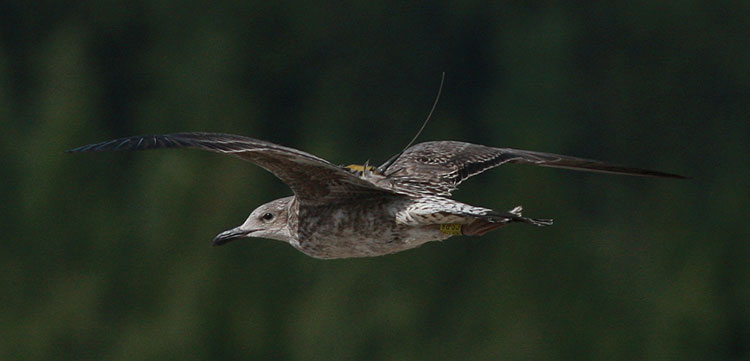 Larus fuscus