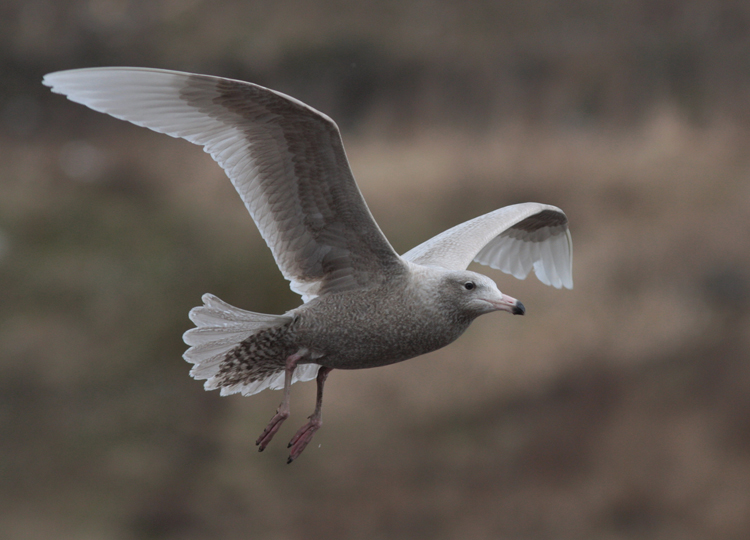 Larus hyperboreus