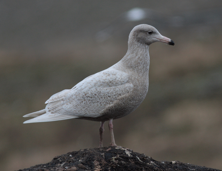 Larus hyperboreus