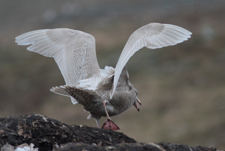 Larus hyperboreus