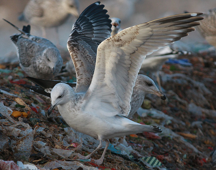 Larus cachinnans
