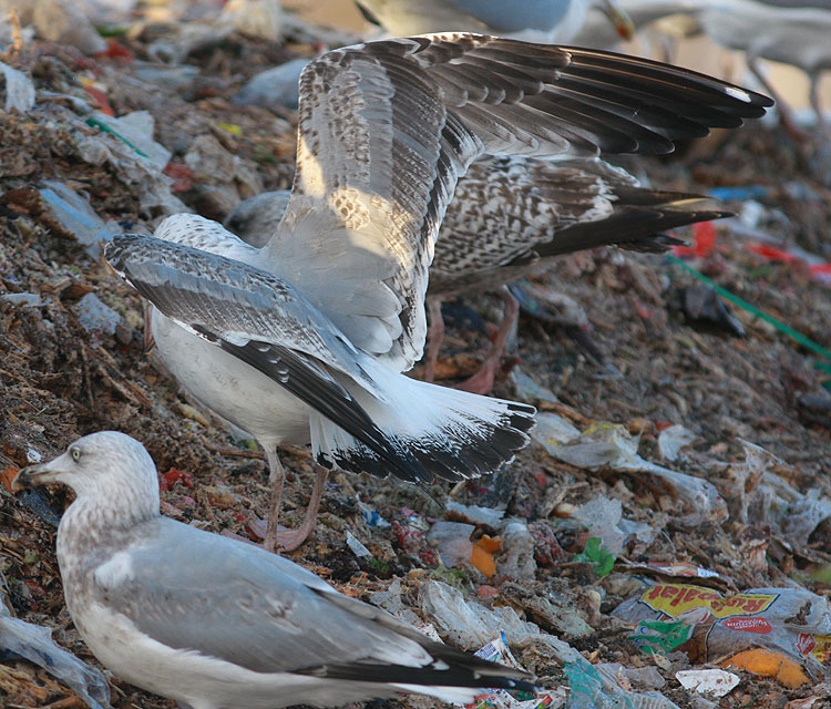 Larus cachinnans