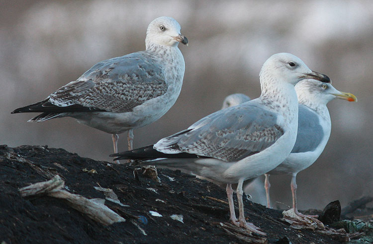 Larus cachinnans