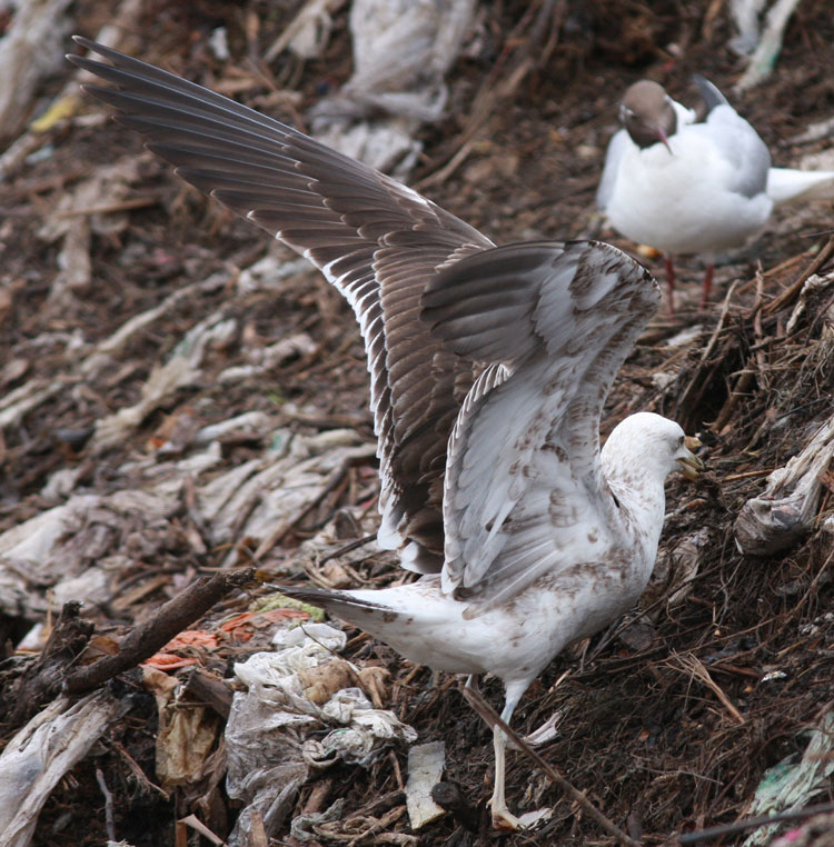 L.f fuscus
