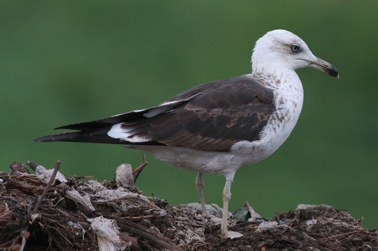 L.f fuscus