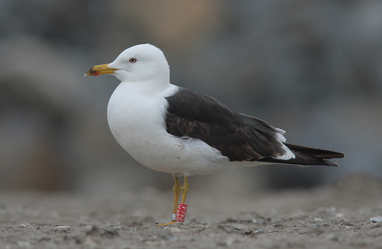 Larus fuscus