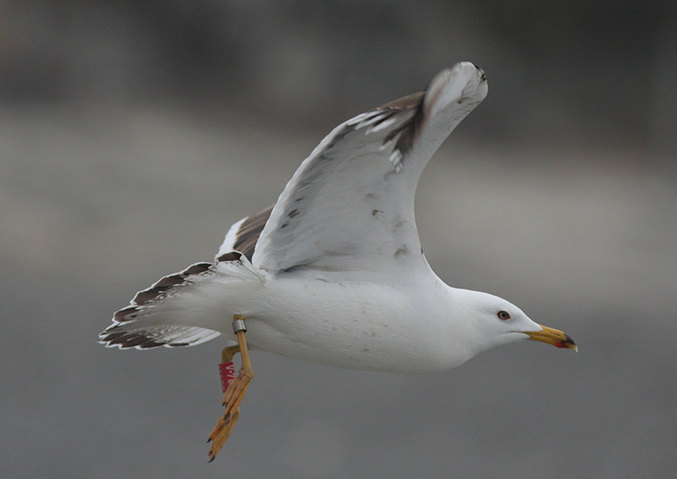 Larus fuscus