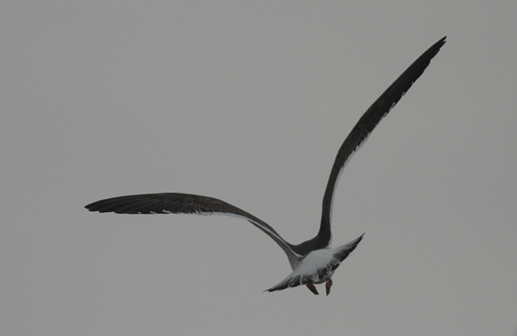 Larus fuscus