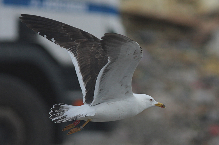 Larus fuscus