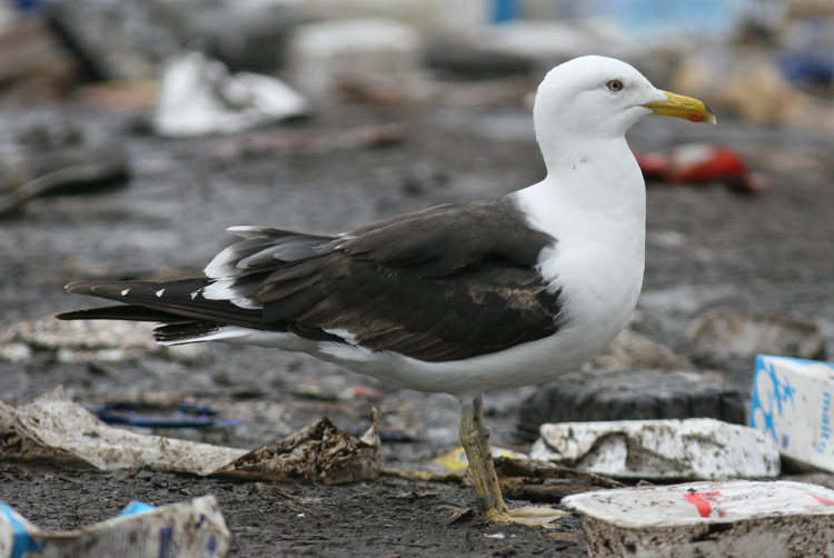 Larus fuscus