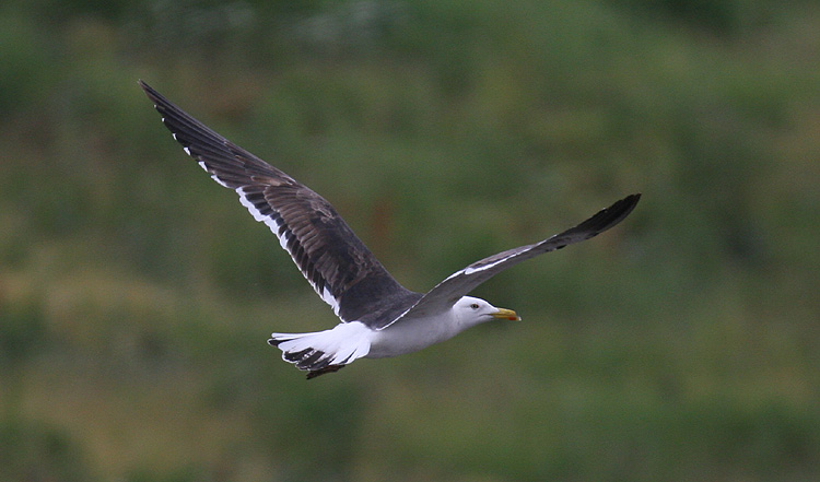 Larus fuscus