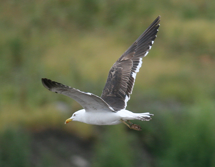 Larus fuscus