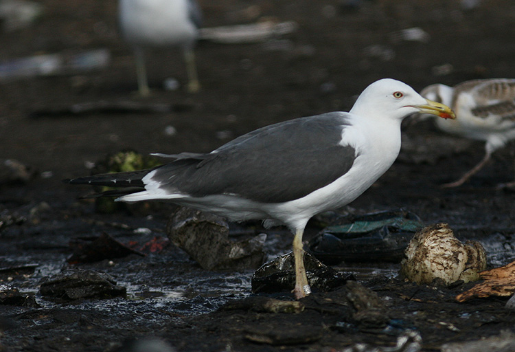 Larus (f.) graellsii/intermedius