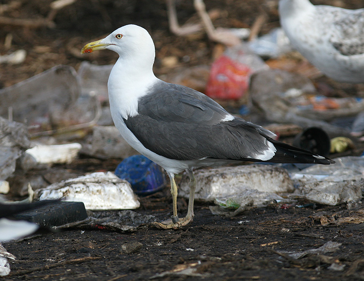 Larus (f.) graellsii/intermedius