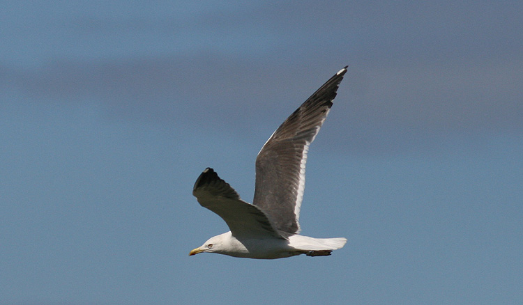 Larus (f.) graellsii/intermedius