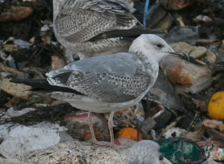 Larus cachinnans