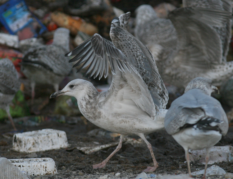 Larus cachinnans